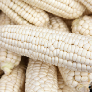 White Corn for sale White Corn for sale