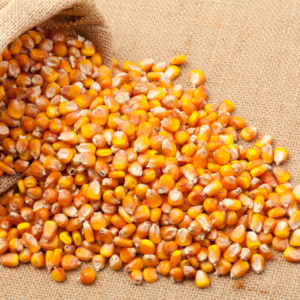 red Corn/Maize For Sale red Corn/Maize For Sale